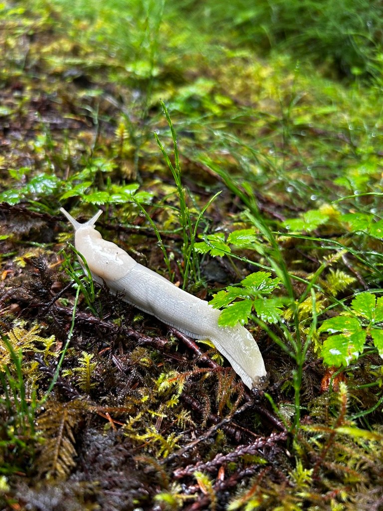 Banana slug on the rainforest floor, Ketchikan Alaska