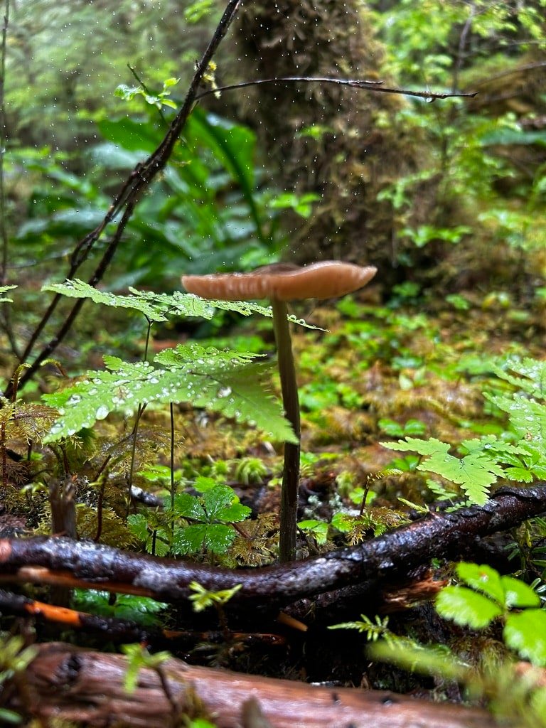 Wild mushroom growing on the Tongass National Forest floor, Ketchikan Alaska