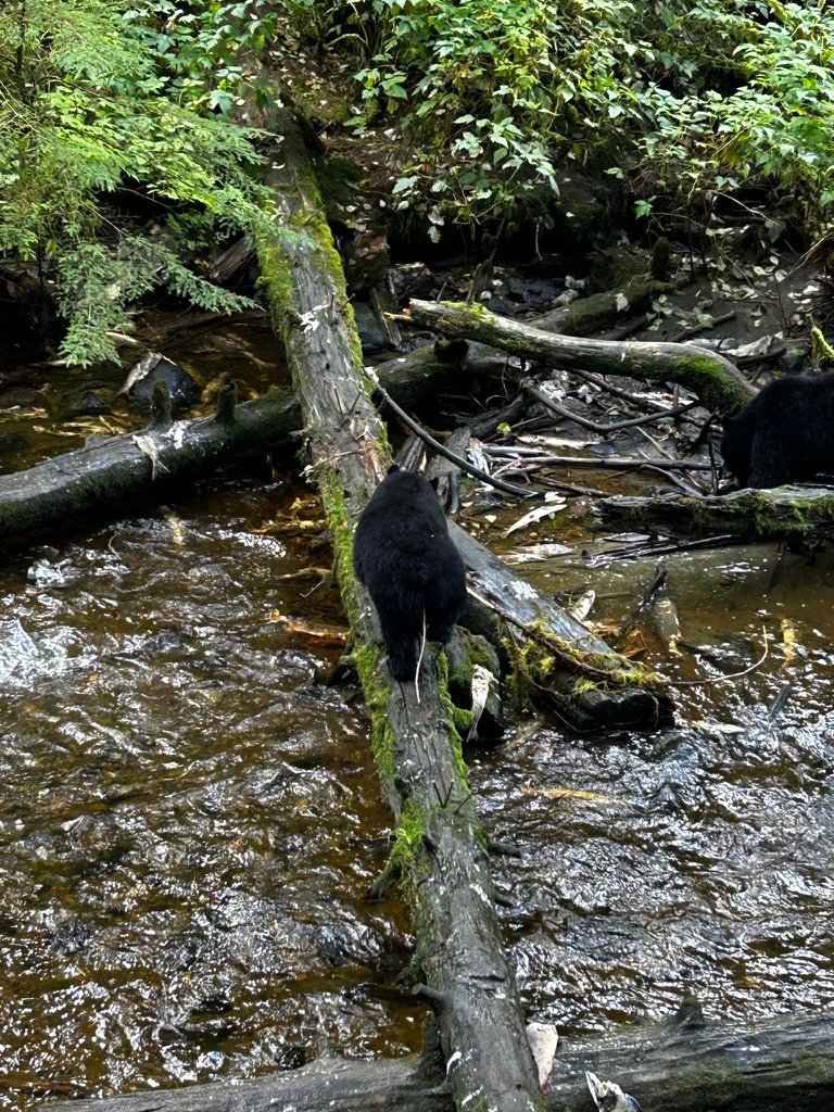 Black bear feeding on salmon viewed from the Alaska Rainforest Sanctuary platform, Ketchikan